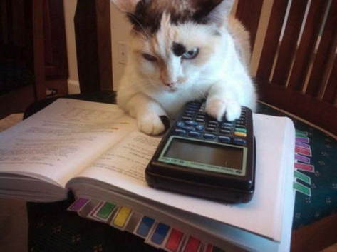 Cat doing mathematics - representing Colin's math tutoring